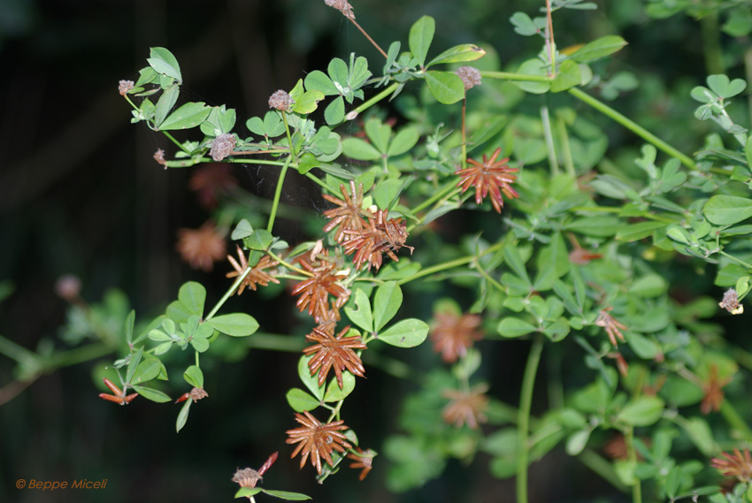 Lotus rectus (=Dorycnium rectum) / Trifoglino palustre